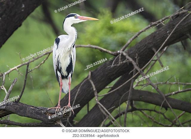 Grey Heron (Ardea cinerea), adult perched on branch. Keoladeo National Park. Bharatpur. Rajasthan. India