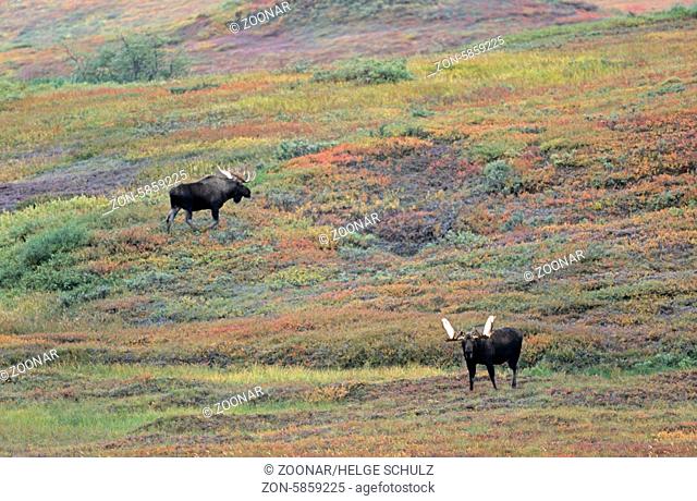 Elchschaufler in der herbstlich verfaerbten Tundra - (Alaska-Elch) / Bull Moose in indian summer in the tundra - (Alaska Moose) / Alces alces (gigas)