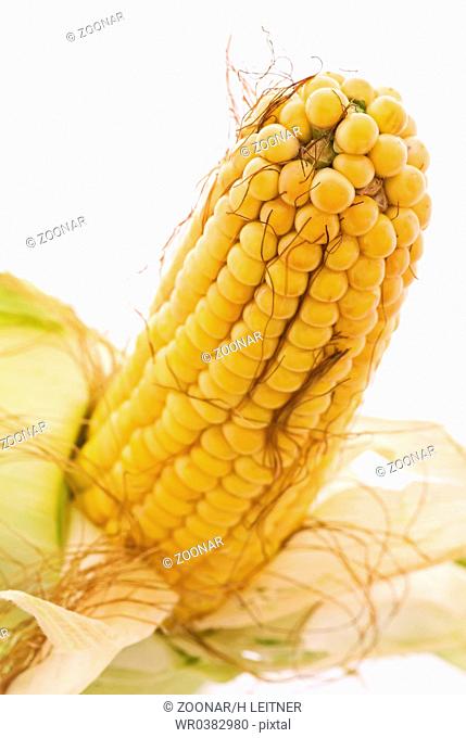 Fresh corncob with husk as closeup