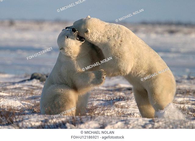 Male Polar Bears, Ursus maritimus, engaged in ritualistic mock fighting serious injuries are rare, near Churchill, northern Manitoba, Hudson Bay, Canada