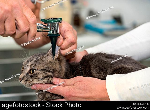 Graue Katze wird von Tierarzt im Ohr untersucht - Nahaufnahme