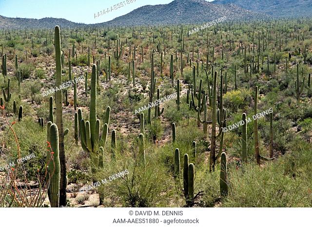 Saguaro Cactus (Carnegiea gigantea) Saguaro National Park, AZ