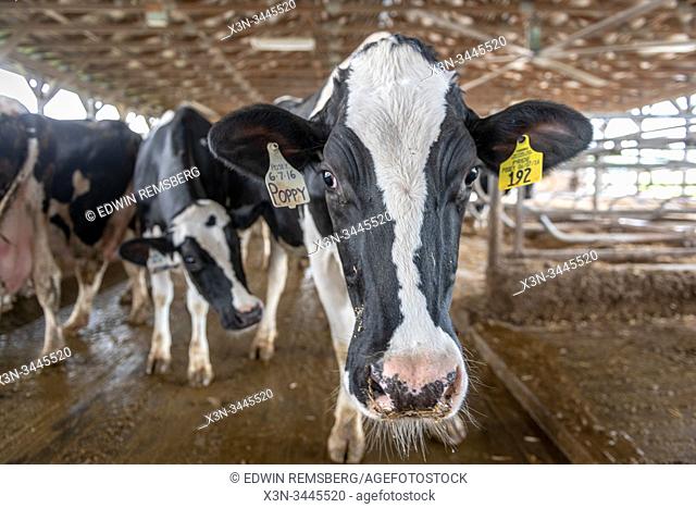 Cows waiting in their stalls, Middletown, Maryland, USA