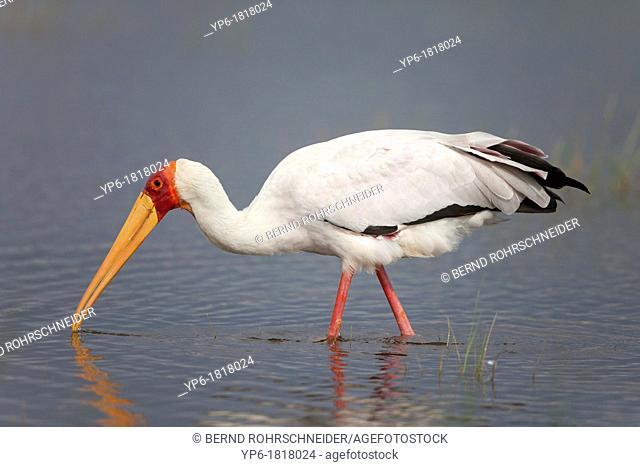 Yellow-billed Stork Mycteria ibis wading in lake, Lake Nakuru National Park, Kenya