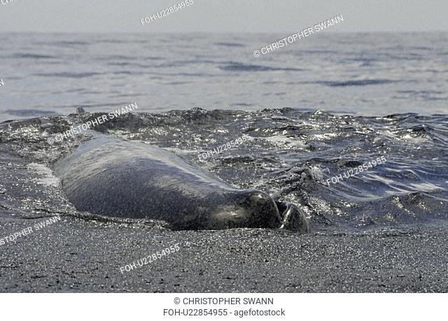 Sperm whale. Physeter macrocephalus. A very relaxed sperm whale sprays water everywhere in a fine mist. Caribbean