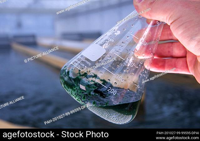 20 October 2020, Mecklenburg-Western Pomerania, Neustadt-Glewe: Water with spirulina blue algae can be seen at one of the water basins in a glass vessel during...