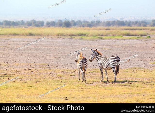 Mother and foal zebra, Equus quagga, grazing in Amboseli national park, Kenya, Africa