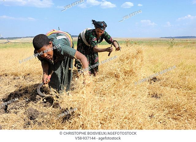 Amhara women harvesting chickpeas. Dejen region. Gojam province. Ethiopia
