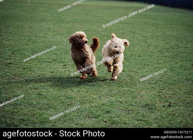 Goldendoodles running and playing outside on grass, one with tennis ball in mouth