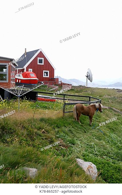 Horse at Eriks the red first settelment Brattahlid, known today as Qassiarsuk, South Greenland