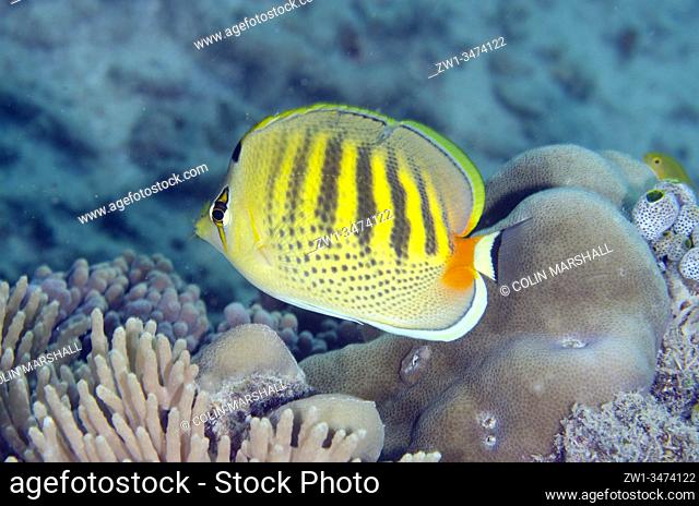 Spot-Banded Butterflyfish (Chaetodon punctatofasciatus, Chaetodontidae Family), Tanjung Usi 2 dive site, Bangka Island, north Sulawesi, Indonesia, Pacific Ocean