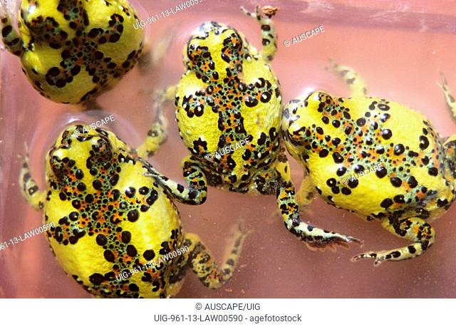 Crucifix toads juveniles, Nocoleche Nature Reserve, far western plains of New South Wales, Australia