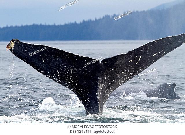 Humpback whale  Caudal fin  Tail  Megaptera novaeangliae  Order: Cetacea Suborder: Mysticeti Family: Balaenopteridae