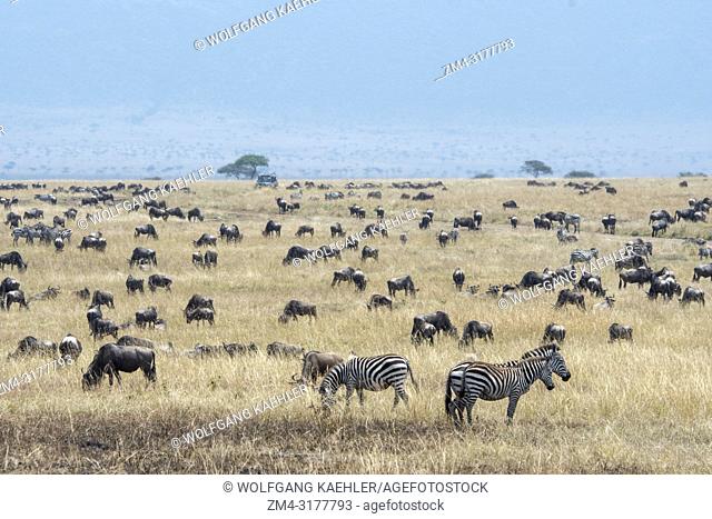 Wildebeests, also called gnus or wildebai, and Plains zebra (Equus quagga, formerly Equus burchellii) also known as the common zebra or Burchells zebras feeding...