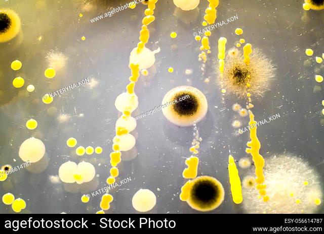 Colonies of different bacteria and mold fungi from air grown on Petri dish. Microbiology background