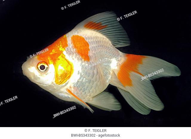 goldfish, common carp (Carassius auratus), breed Ryukin red-white