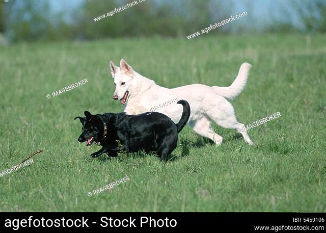 White Swiss Shepherd Dog and Mixed Breed Dog, Berger de Suisse