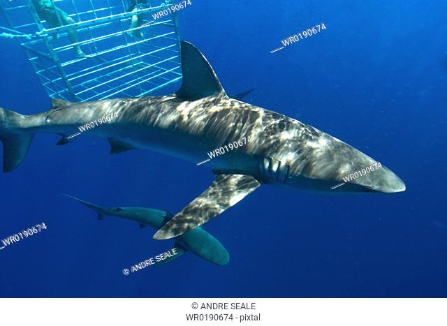 Thrill seekers experience cage diving with Galapagos sharks, Carcharhinus galapagensis, North shore, Oahu, Hawaii, USA