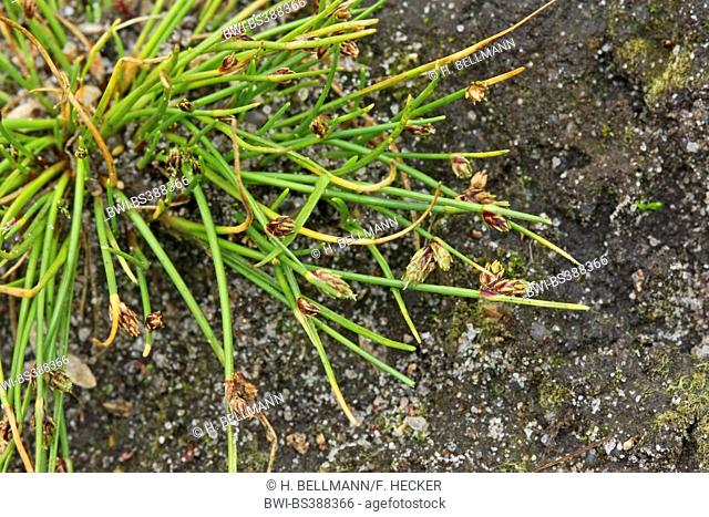 Bristleleaf bulrush, Bristle Club-rush, Bristle Scirpus (Isolepis setacea, Scirpus setaceus), blooming, Germany
