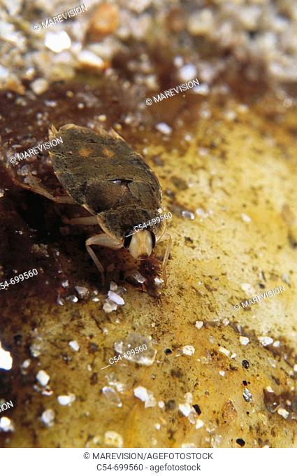 Freshwater. Rivers. Galicia. Spain. Arthropod. Aquatic insect. Water bug (Aphelocheirus occidentalis)