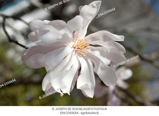 A close up of a Magnolia stellata flower in full bloom