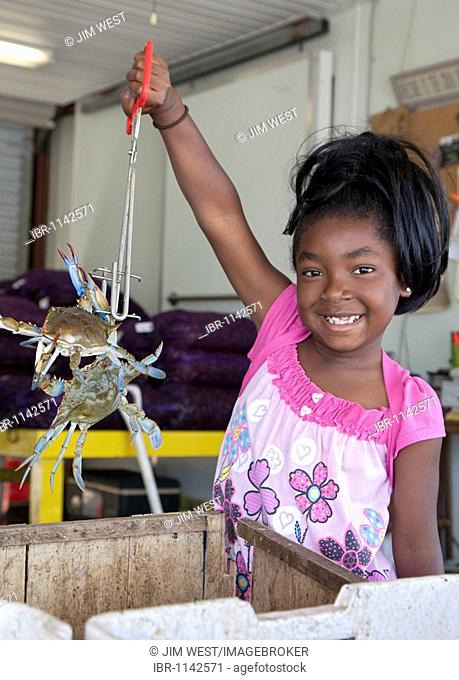 A girl displays blue crabs for sale at a roadside seafood market, Westwego, Louisiana, USA