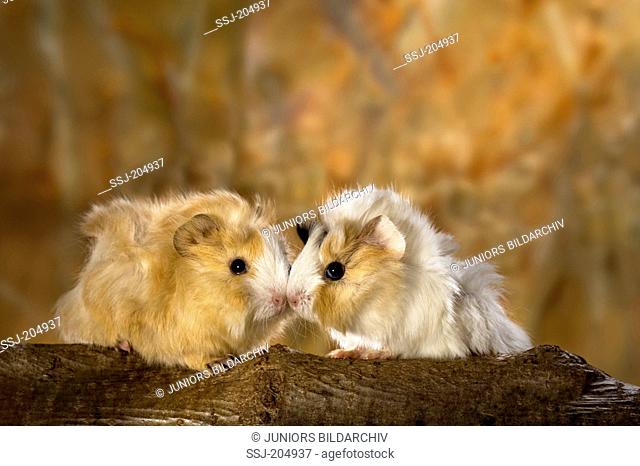 Abyssinian Guinea Pig. Pair of young (3 weeks old) on a log. Germany