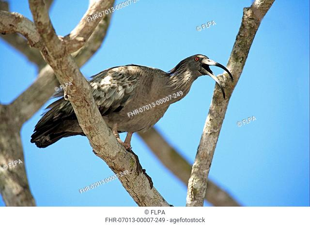 Plumbeous Ibis Theristicus caerulescens adult, perched on branch, calling, Pantanal, Mato Grosso, Brazil