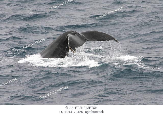 Humpback whale Megaptera novaeangliae fluking up to dive. Antarctic Peninsula