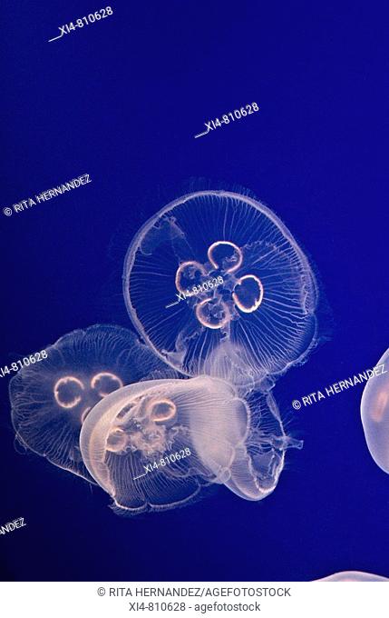 White Jellyfish with backlight