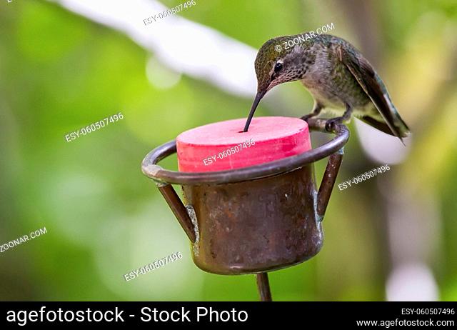 Closeup shot of a single female Anna's hummingbird (Calypte anna) eating from a man-made feeder