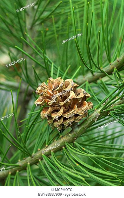 lacebark pine (Pinus bungeana), branch with cone