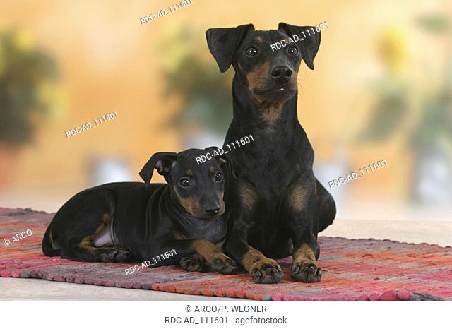 Manchester Terrier with puppy 8 weeks