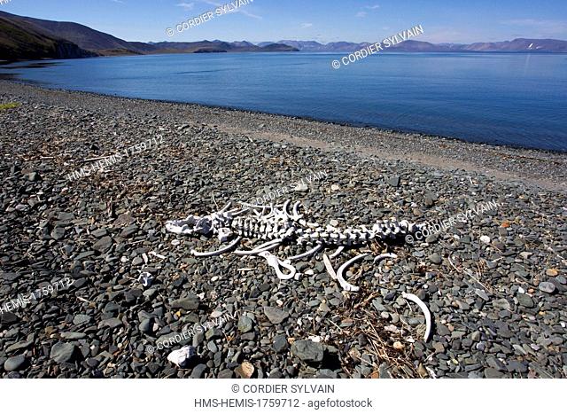 Russia, Chukotka autonomous district, Yttygran Island, Skeleton of Pacific walrus (Odobenus rosmarus divergens)