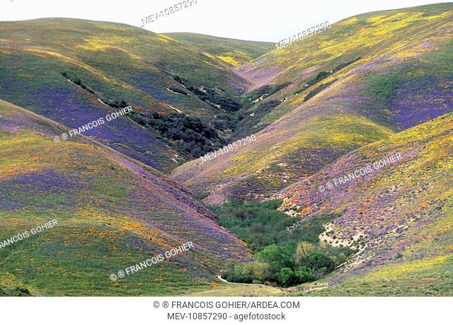 USA California - Hillside covered with California Golden Poppies and Lupins. Antelope Valley, North of Los Angeles, USA. Hillside shows interlocking spurs