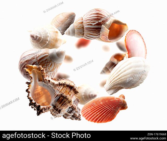 Beautiful seashells levitate on a white background