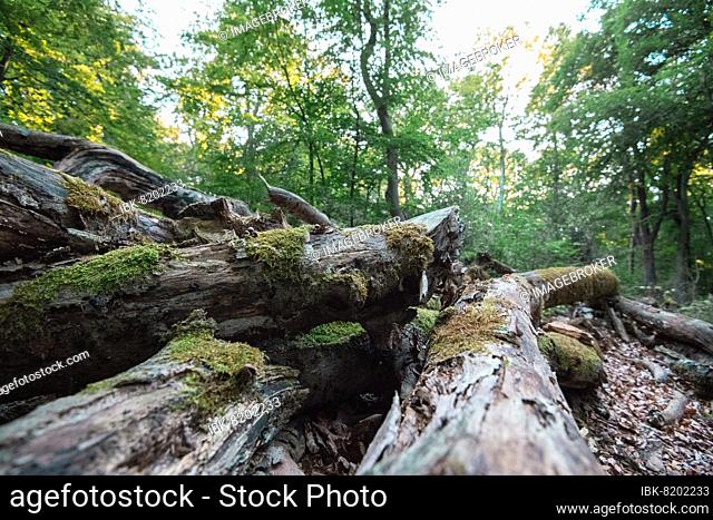 Lying deadwood in the National Park, nesting place for countless insects and feeding place for birds, Vorpommersche Boddenlandschaft National Park