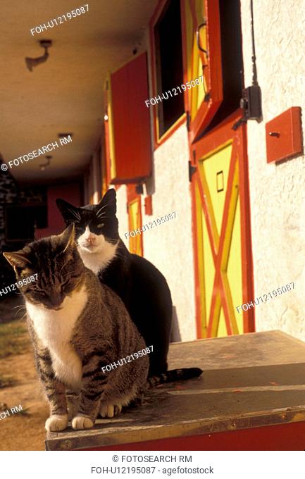 cat, barn, Pennsylvania, Two cats sit together outside a barn with yellow and red doors at Castle Rock Farm in Brandywine River Valley in Chester County in the...