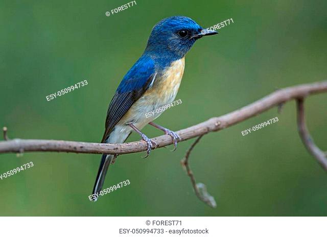 Blue-throated Blue Flycatcher (Cyornis rubeculoides) on a branch in nature Thailand
