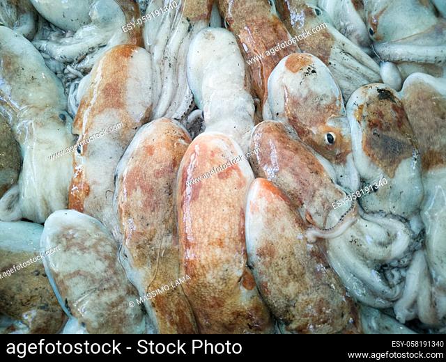 Cuttlefish in open seamarket, Napoli