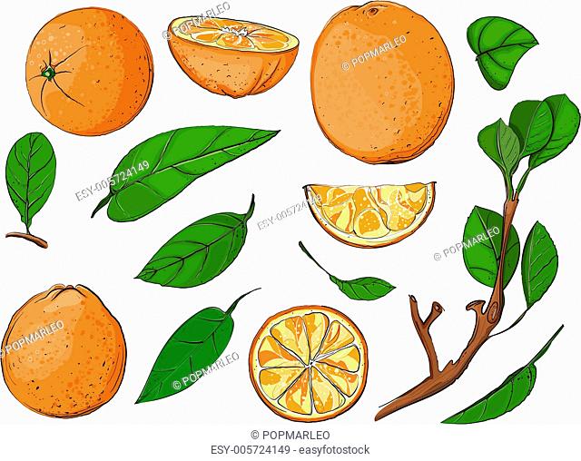 Fresh Oranges and Leaves Set