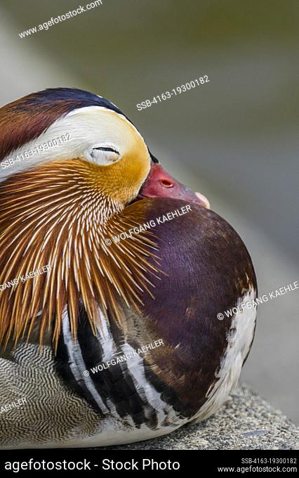 Close-up of an adult male mandarin duck (Aix galericulata) sleeping at Marina Park in Kirkland, Washington State, United States