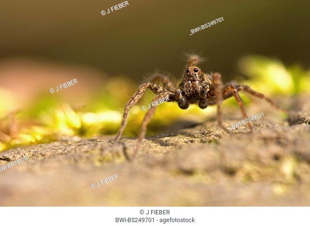 wolf spider, ground spider Pardosa lugubris, sitting on a stone, Germany, Rhineland-Palatinate