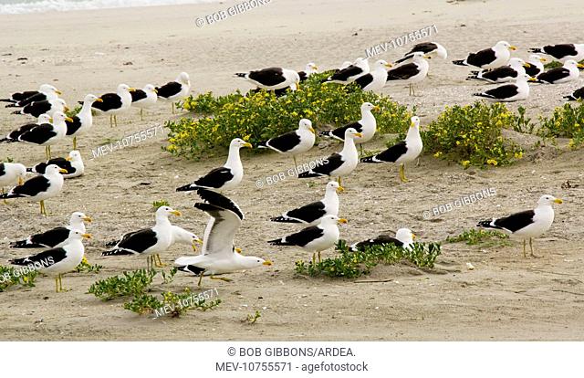 Flock of Cape Gulls, a form of Kelp Gull on the beach (Larus dominicanus vetula)