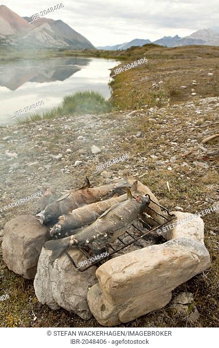 Three fish, Arctic grayling (T. arcticus arcticus) cooking on a camp fire, grilling, baking, BBQ, camping, Wind River and Mackenzie Mountains behind