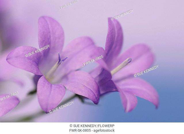 Campanula isophylla, Campanula, Bellflower, Italian bellflower, Purple subject