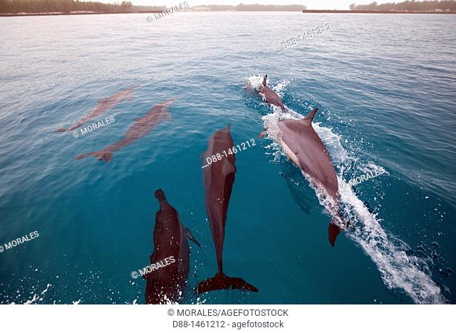 Hawaï , Midway , Eastern Island , Spinner Dolphin Stenella longirostris, order : Cetacea , family : Delhinidae