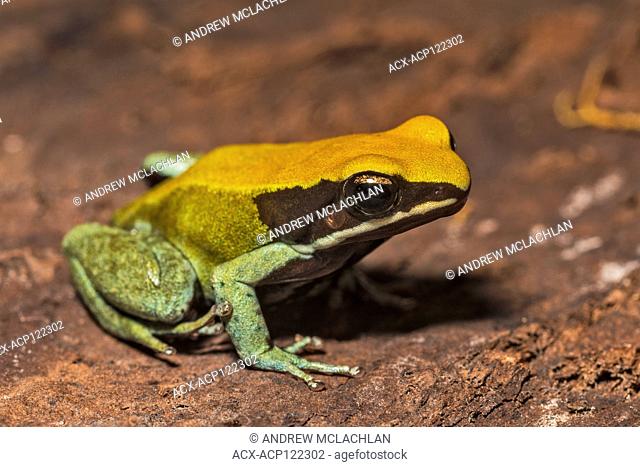 Green Mantella (Mantella viridis) - captive. Endemic to Madagascar