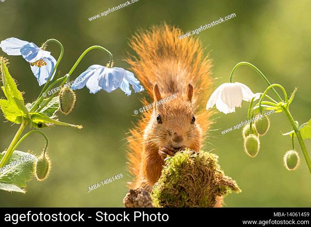 close up of red squirrel standing between poppies looking at the viewer