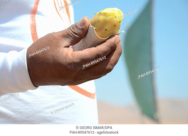 Farmer Cristobal Mamani Tapia holds up a freshly harvested cactus fruit in the desert, where he gathers water from fog in order to use it for agriculture in the...